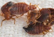 علامات وجود بق بالفراش.. كيف تتخلص منها؟