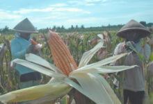 تكبد الذرة أكبر خسائر في عقد واحد وانخفاض حاد للقمح والصويا في عام 2023