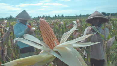 تكبد الذرة أكبر خسائر في عقد واحد وانخفاض حاد للقمح والصويا في عام 2023