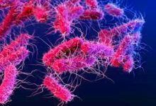 في أعقاب العدوان على غزة: ما هو الزحار الذي أصيب به جنود إسرائيليون؟