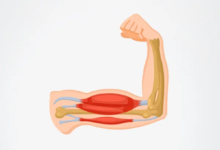 جهود الباحثين نحو اكتشاف أدوية لفقدان الوزن مع المحافظة على العضلات
