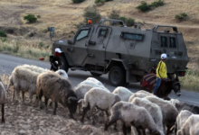 مركز إسرائيلي يكشف مخططا لتهجير رعاة فلسطينيين بالضفة