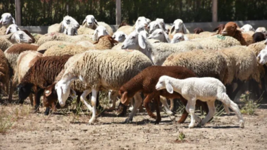 ارتفاع أسعار الأغنام يثير المخاوف قبيل عيد الأضحى في الجزائر