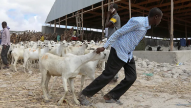 وفرة الماشية في الصومال لا تحد من سعر الأضحية
