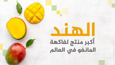 أكبر 10 دول في إنتاج وتصدير فاكهة المانجو ومصر تتصدر عربياً
