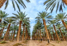 جمال النخيل في الأغاني والشعر الشعبي المصري