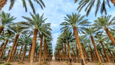 جمال النخيل في الأغاني والشعر الشعبي المصري