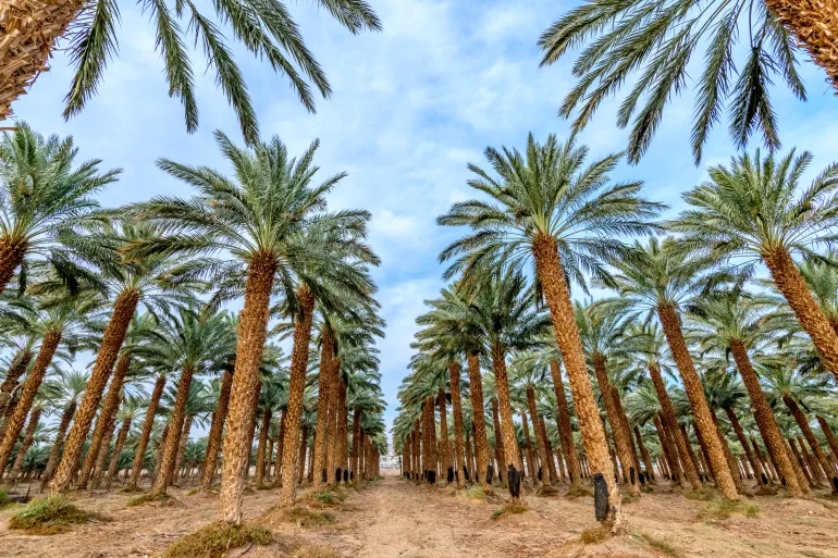 جمال النخيل في الأغاني والشعر الشعبي المصري