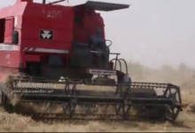 وزير الزراعة: موريتانيا قريبة من تحقيق الاكتفاء الذاتي في الأرز