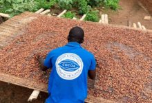 التهريب حيلة مزارعي الكاكاو في غانا أمام تدهور عملتهم