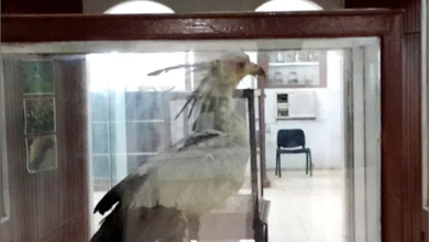 الحرب في السودان: تدمير التراث الثقافي والآثار التاريخية